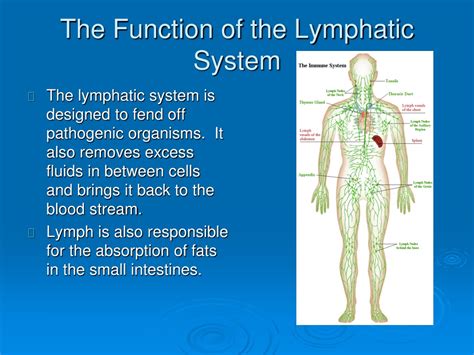 what is the main function of the lymphatic system quizlet|which of the following is a role of lymph nodes.